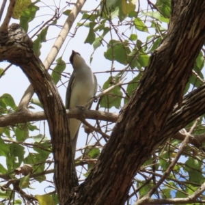 Coracina papuensis at Lakefield, QLD - 4 Aug 2024