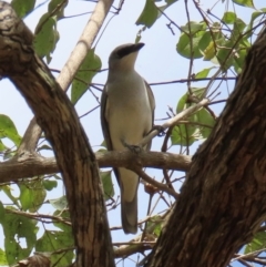 Coracina papuensis at Lakefield, QLD - 4 Aug 2024