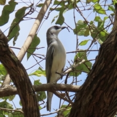 Coracina papuensis at Lakefield, QLD - 4 Aug 2024