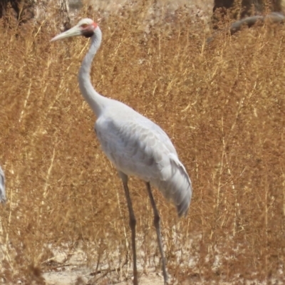 Grus rubicunda (Brolga) at Lakefield, QLD - 4 Aug 2024 by lbradley