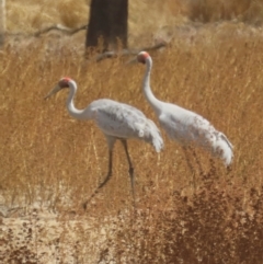 Grus rubicunda at Lakefield, QLD - 4 Aug 2024