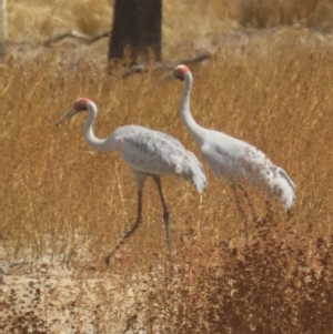Grus rubicunda at Lakefield, QLD - 4 Aug 2024 01:32 PM