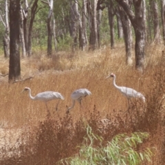 Grus rubicunda at Lakefield, QLD - 4 Aug 2024