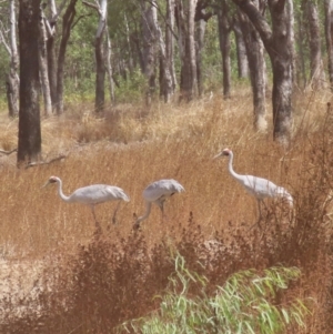 Grus rubicunda at Lakefield, QLD - 4 Aug 2024