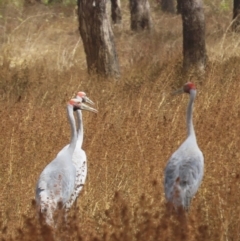 Grus rubicunda at Lakefield, QLD - 4 Aug 2024