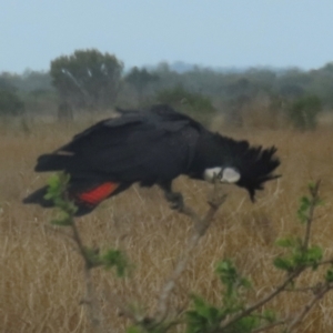 Calyptorhynchus banksii at Lakefield, QLD - 4 Aug 2024 11:33 AM