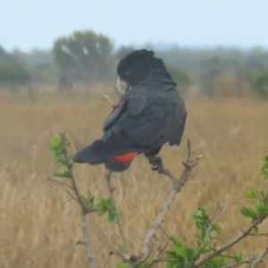 Calyptorhynchus banksii at Lakefield, QLD - 4 Aug 2024