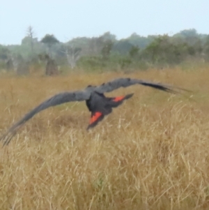 Calyptorhynchus banksii at Lakefield, QLD - 4 Aug 2024