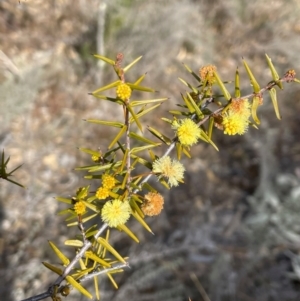 Acacia ulicifolia at Conder, ACT - 4 Aug 2024