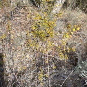 Acacia ulicifolia at Conder, ACT - 4 Aug 2024