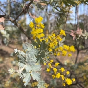 Acacia baileyana at Conder, ACT - 4 Aug 2024 10:53 AM