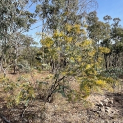 Acacia baileyana at Conder, ACT - 4 Aug 2024 10:53 AM