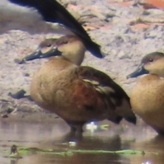 Dendrocygna arcuata at Yarraden, QLD - 4 Aug 2024