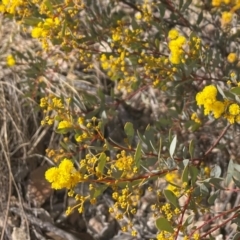 Acacia buxifolia subsp. buxifolia (Box-leaf Wattle) at Theodore, ACT - 4 Aug 2024 by Clarel