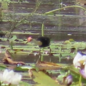 Irediparra gallinacea at Yarraden, QLD - 4 Aug 2024 10:44 AM