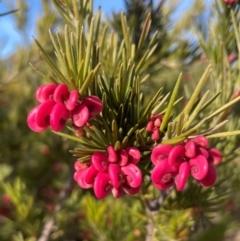 Grevillea rosmarinifolia subsp. rosmarinifolia (Rosemary Grevillea) at Theodore, ACT - 4 Aug 2024 by Clarel