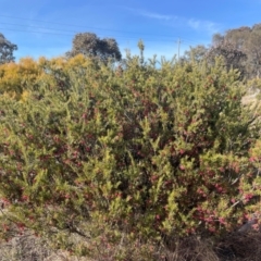 Grevillea rosmarinifolia subsp. rosmarinifolia at Theodore, ACT - 4 Aug 2024