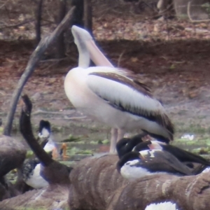 Pelecanus conspicillatus at Yarraden, QLD - 4 Aug 2024 10:42 AM