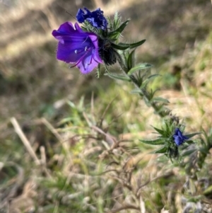 Echium plantagineum at Banks, ACT - 4 Aug 2024