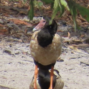 Anseranas semipalmata at Yarraden, QLD - 4 Aug 2024 10:42 AM