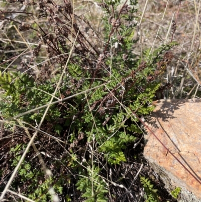 Cheilanthes sieberi (Rock Fern) at Banks, ACT - 4 Aug 2024 by Clarel