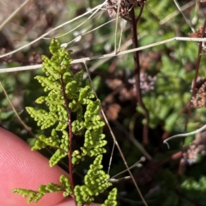 Cheilanthes sieberi at Banks, ACT - 4 Aug 2024