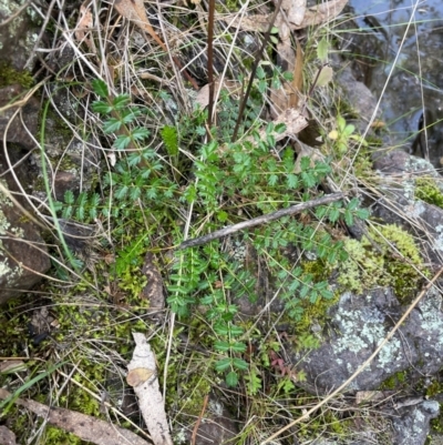 Acaena sp. (A Sheep's Burr) at Conder, ACT - 4 Aug 2024 by Clarel