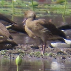 Dendrocygna eytoni (Plumed Whistling-Duck) at Yarraden, QLD - 4 Aug 2024 by lbradley