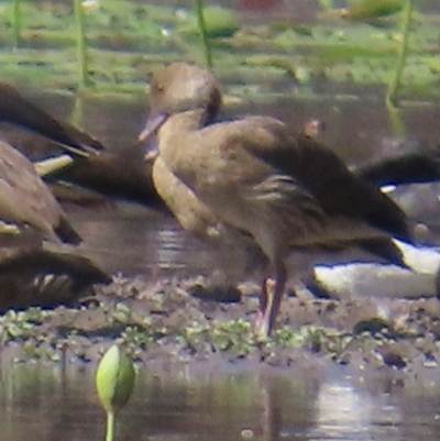 Dendrocygna eytoni (Plumed Whistling-Duck) at Yarraden, QLD - 4 Aug 2024 by lbradley