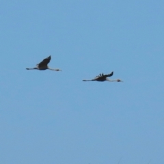 Grus rubicunda (Brolga) at Yarraden, QLD - 4 Aug 2024 by lbradley