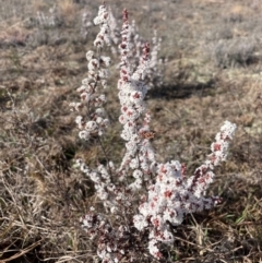 Leucopogon attenuatus (Small-leaved Beard Heath) at Theodore, ACT - 3 Aug 2024 by Clarel