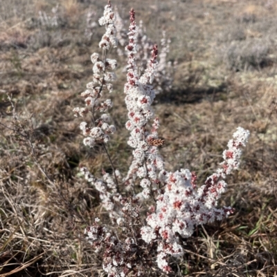 Leucopogon attenuatus (Small-leaved Beard Heath) at Theodore, ACT - 3 Aug 2024 by Clarel