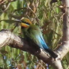 Merops ornatus (Rainbow Bee-eater) at Coen, QLD - 3 Aug 2024 by lbradley