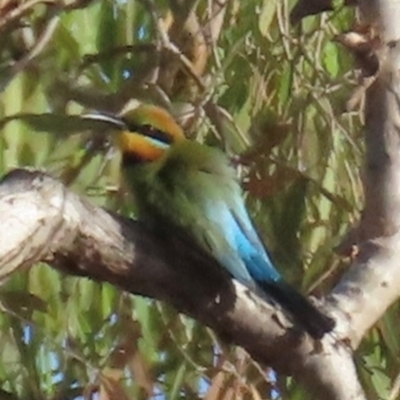 Merops ornatus (Rainbow Bee-eater) at Coen, QLD - 4 Aug 2024 by lbradley