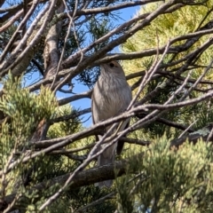 Colluricincla harmonica (Grey Shrikethrush) at Red Hill, ACT - 4 Aug 2024 by mroseby