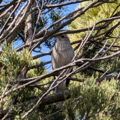 Colluricincla harmonica (Grey Shrikethrush) at Red Hill, ACT - 4 Aug 2024 by mroseby