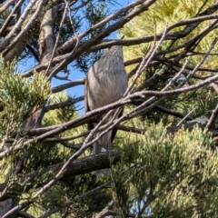 Colluricincla harmonica at Red Hill, ACT - 4 Aug 2024