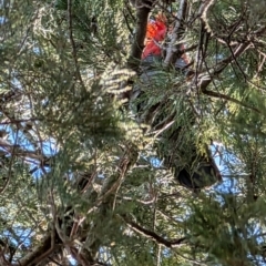 Callocephalon fimbriatum (Gang-gang Cockatoo) at Red Hill, ACT - 4 Aug 2024 by mroseby