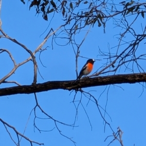 Petroica boodang at Red Hill, ACT - 4 Aug 2024 01:28 PM