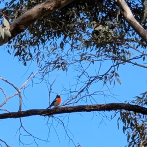 Petroica boodang at Red Hill, ACT - 4 Aug 2024