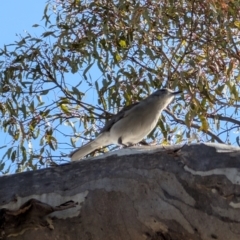 Colluricincla harmonica (Grey Shrikethrush) at Red Hill, ACT - 4 Aug 2024 by mroseby