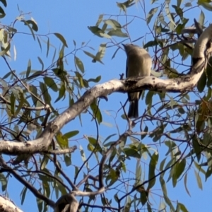 Pachycephala pectoralis at Red Hill, ACT - 4 Aug 2024