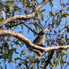 Pachycephala pectoralis at Red Hill, ACT - 4 Aug 2024