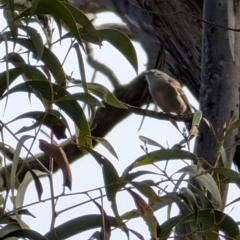 Pachycephala pectoralis at Red Hill, ACT - 4 Aug 2024