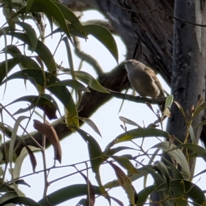 Pachycephala pectoralis at Red Hill, ACT - 4 Aug 2024