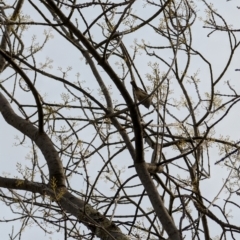 Acanthiza pusilla (Brown Thornbill) at Yarralumla, ACT - 4 Aug 2024 by mroseby