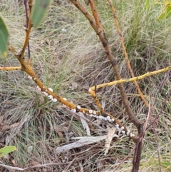 Cryptes baccatus at Yass River, NSW - 4 Aug 2024