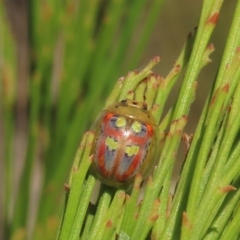 Paropsisterna annularis (A leaf beetle) at Theodore, ACT - 21 Mar 2022 by owenh