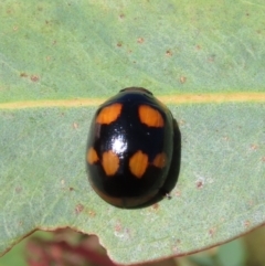 Paropsisterna beata (Blessed Leaf Beetle) at Theodore, ACT - 18 Feb 2022 by owenh