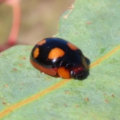 Paropsisterna beata at Theodore, ACT - 18 Feb 2022 10:52 AM